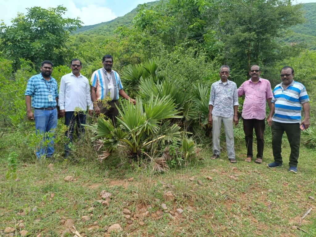 మూడు సంవత్సరముల క్రితం వేసిన తాటి టెంకలు నుంచి 3–4 అడుగుల ఎత్తు పెరిగిన తాడి చెట్లు