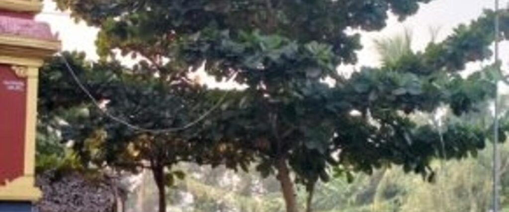 స్థానిక 89వ వార్డు యల్లపువానిపాలెంలో నాలుగు సంవత్సరాల క్రితం నాటిన మొక్కలు ఏపుగా పెరిగిన దృశ్యం